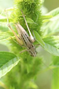 Decticelle carroyée