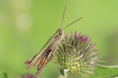 Criquet verte-échine