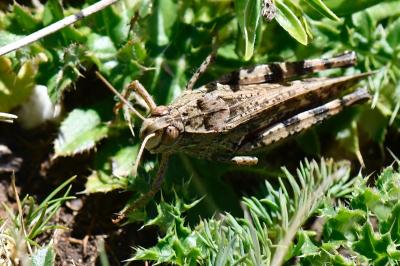 Caloptène italien