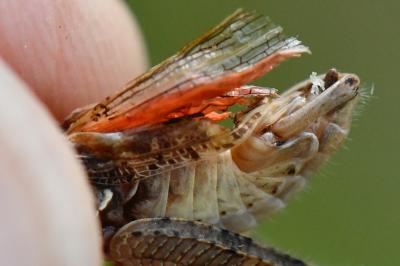 Caloptène italien