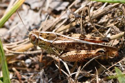 Caloptène italien