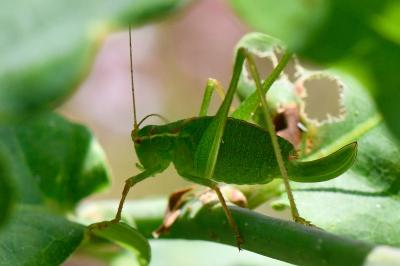 Leptophye ponctuée