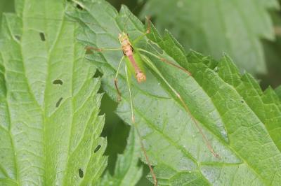 Leptophye ponctuée