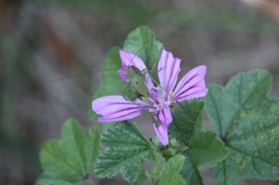 Leptophye ponctuée