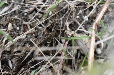 Caloptène italien