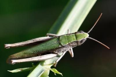 Criquet verte-échine