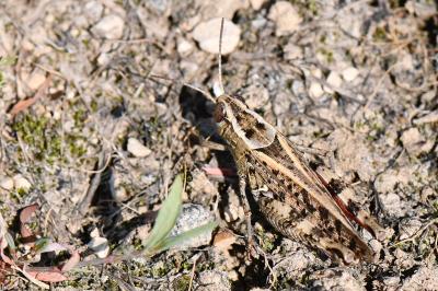 Caloptène italien