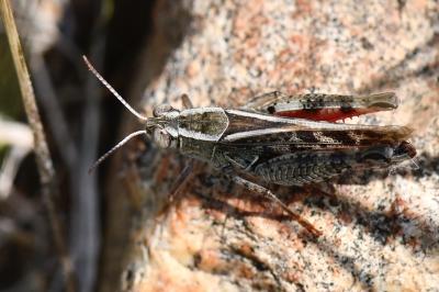 Caloptène italien