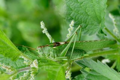 Grande Sauterelle verte