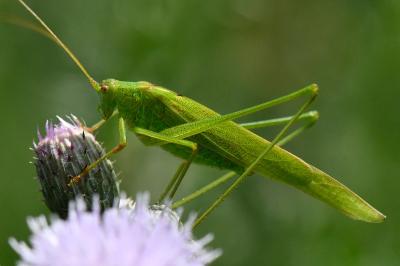 Phanéroptère commun