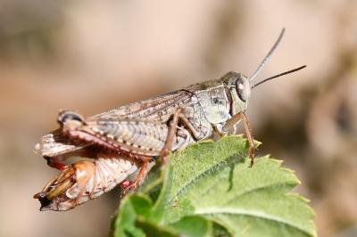 Caloptène italien
