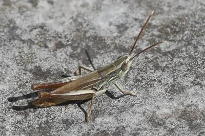 <i>Euchorthippus elegantulus</i>