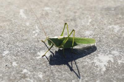 Grande Sauterelle verte
