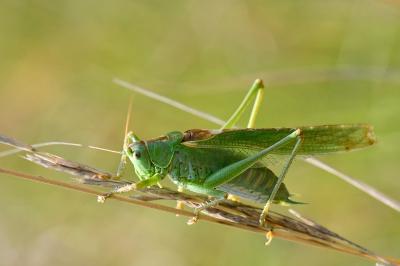Grande Sauterelle verte