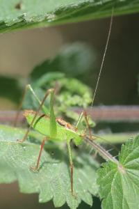 Leptophye ponctuée
