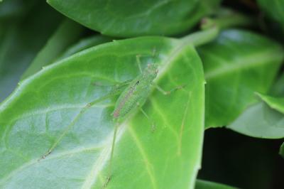 <i>Phaneroptera</i>