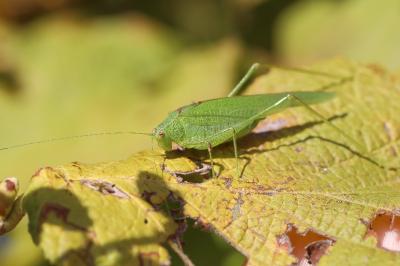 <i>Phaneroptera</i>
