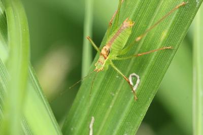Leptophye ponctuée