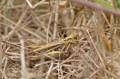 <i>Gomphocerippus brunneus</i>