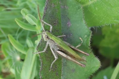 Criquet verte-échine