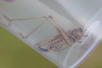 Decticelle grisâtre