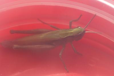 Criquet verte-échine