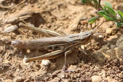 <i>Euchorthippus elegantulus</i>