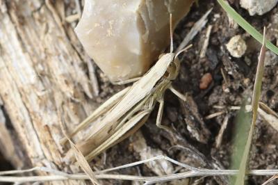 <i>Euchorthippus elegantulus</i>