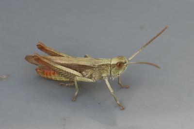 Criquet verte-échine