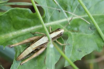 Criquet des pâtures
