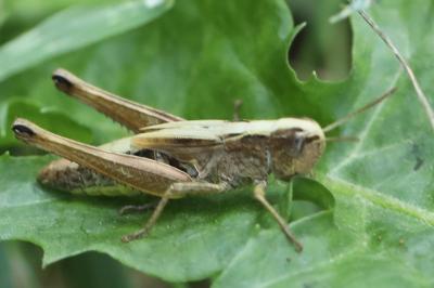 Criquet des pâtures