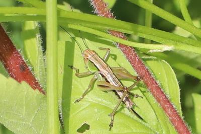 Decticelle bariolée