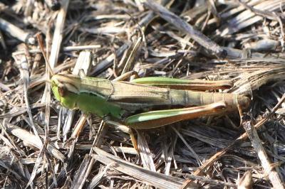 Criquet des pâtures
