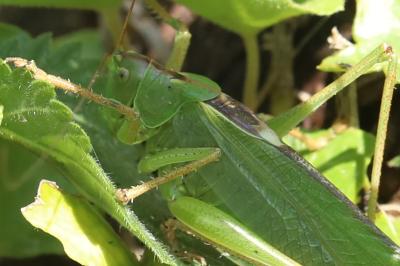 Grande Sauterelle verte