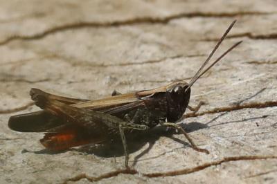 Criquet noir-ébène