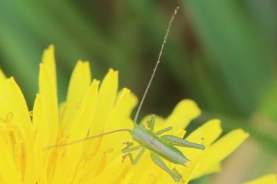 Grande Sauterelle verte