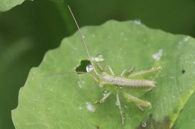 Grande Sauterelle verte