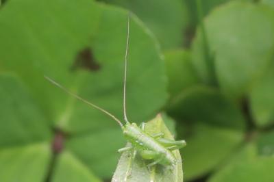 Grande Sauterelle verte
