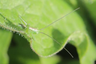 Grande Sauterelle verte