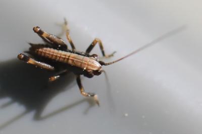 Decticelle cendrée