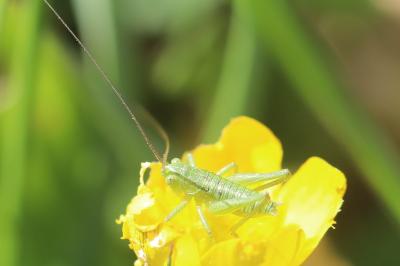 Grande Sauterelle verte