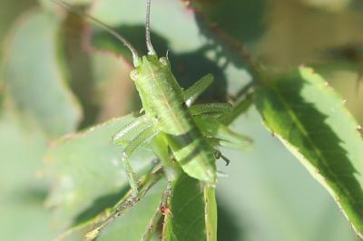 Grande Sauterelle verte