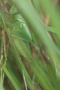 Grande Sauterelle verte