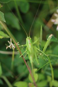 Grande Sauterelle verte
