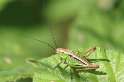 Decticelle bariolée