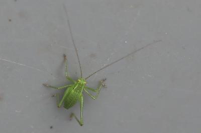 Leptophye ponctuée
