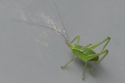 Leptophye ponctuée