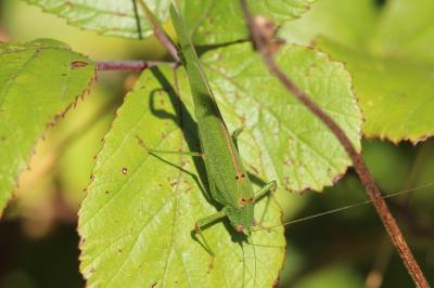 <i>Phaneroptera</i>
