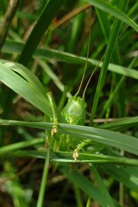 Grande Sauterelle verte