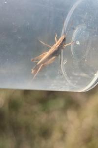 <i>Chorthippus</i>